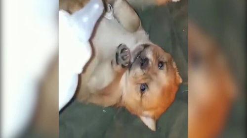 没奶了搞笑视频,奶荒来袭！搞笑视频带你笑翻奶瓶危机